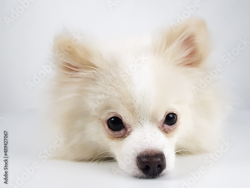 a white fluffy Pomeranian on a light background is isolated. selective focus