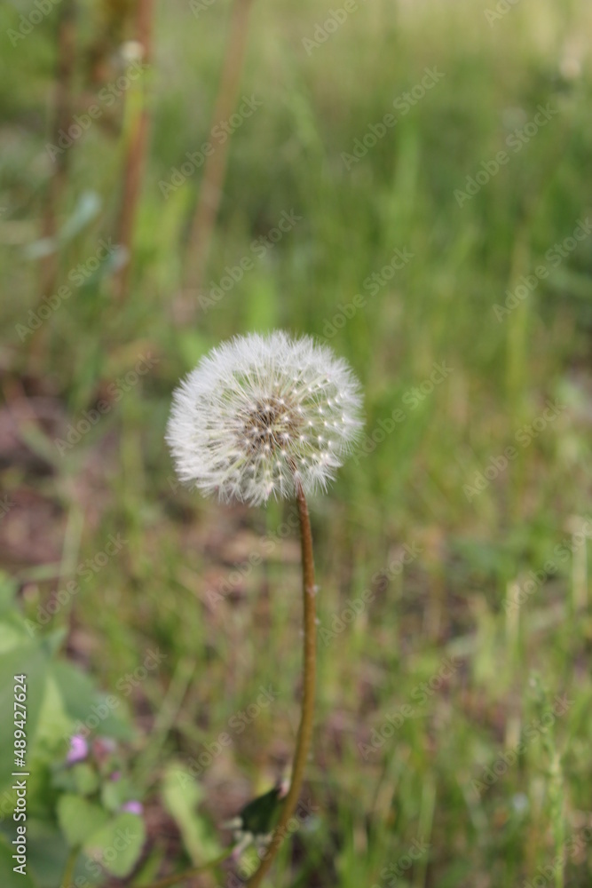 Close up of dandelion spores in nature. Dandelion of the family Taraxacum officinale close-up. Dandelion air. Dandelion officinalis Close up of dandelion spores in nature. Dandelion of the family Taraxacum officinale close-up. Dandelion air. Dandelion officinalis