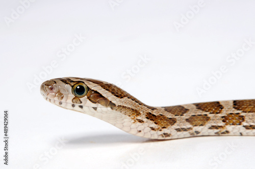 Great Plains rat snake // Prärie-Kornnatter (Pantherophis emoryi)

