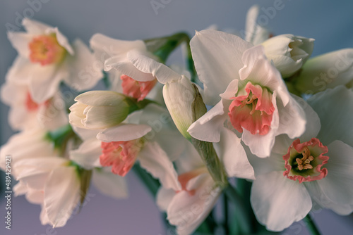 Close up image of a pretty white daffodils flowers.