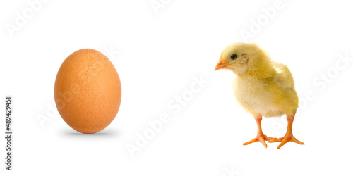 Single brown egg with funny little chicken isolated on white background