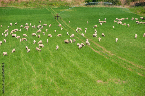 Grazing flock  Calabria  Italy  Europe