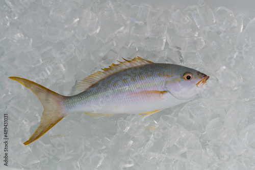 Fototapeta Naklejka Na Ścianę i Meble -  A Yellowtail Snapper fish (Ocyurus chrysurus) on ice.