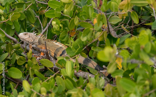 A Green Iguana (Iguana iguana) on a branch in the Florida Keys, Florida, USA.
