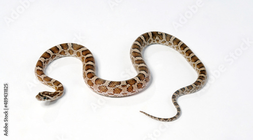 Prärie-Kornnatter // Great Plains rat snake (Pantherophis emoryi)