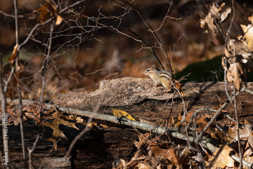 Side view of an Eastern Chipmunk (Tamias striatus) on a log in a forest in Michigan, USA.