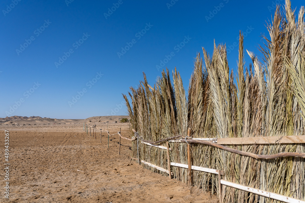 Fototapeta premium The fence from reeds
