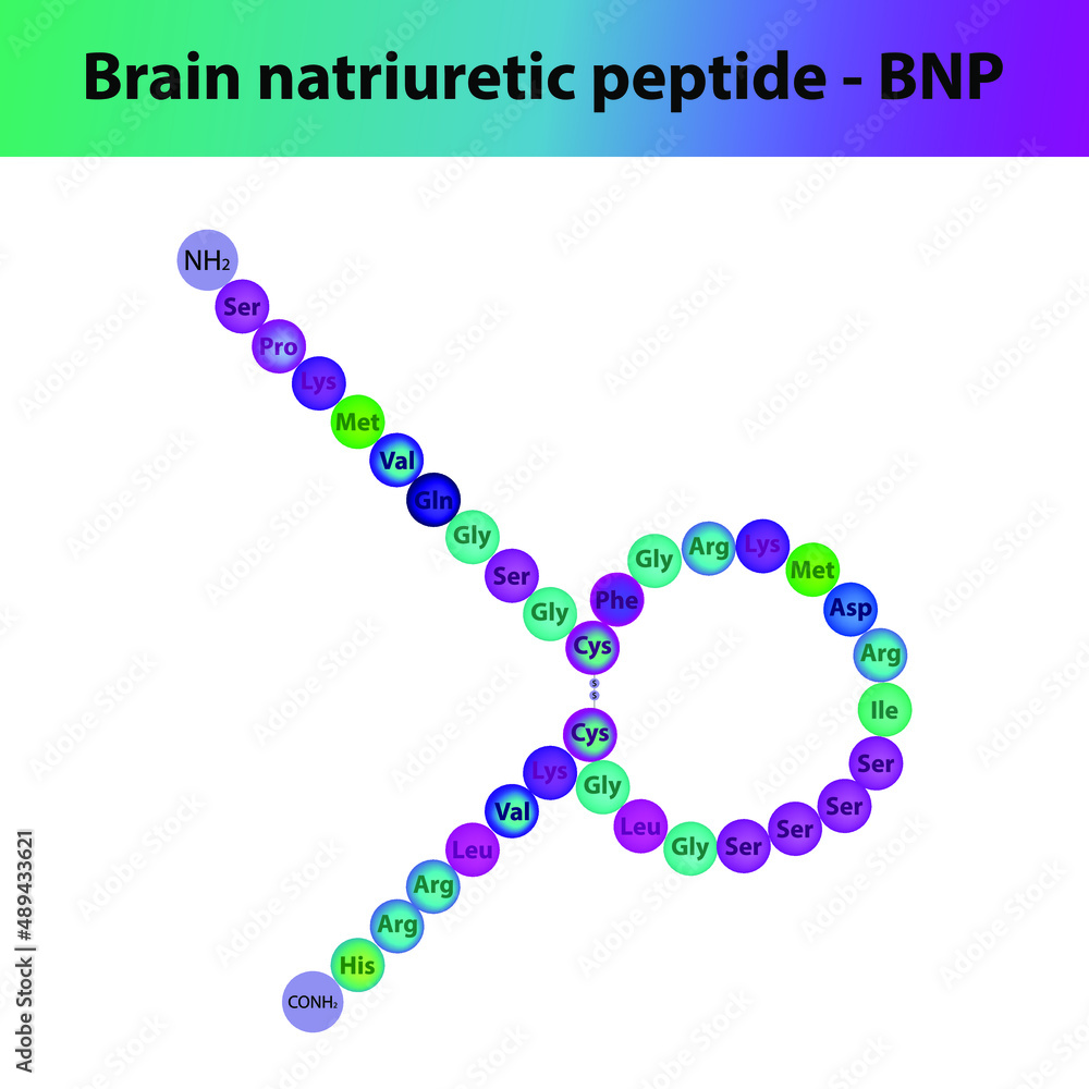 BNP Brain natriuretic peptide hormone peptide primary structure. Biomolecule schematic amino acid sequence on white background. BNP Brain natriuretic peptide hormone peptide primary structure. Biomolecule schematic amino acid sequence on white background.
