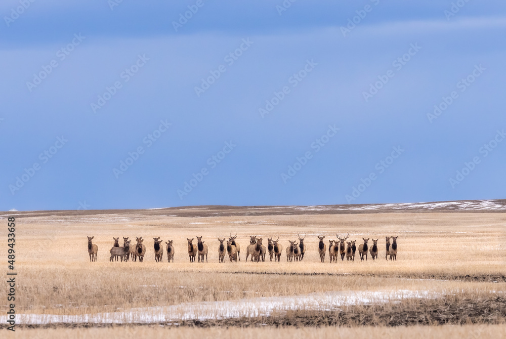 Herd of elk wandering through winter wheat field in the foothills of Alberta, Canada. Deep blue sky overhead of bright wheat coloured field with room for copy space. Herd of elk wandering through winter wheat field in the foothills of Alberta, Canada. Deep blue sky overhead of bright wheat coloured field with room for copy space.