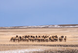 Herd of elk wandering through winter wheat field in the foothills of Alberta, Canada. Rear view of heart shaped rumps. Copy space in big blue sky. 
