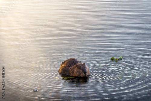 Canadian beaver sitting pond encircle by ripples. Lit by setting sun and sun rays