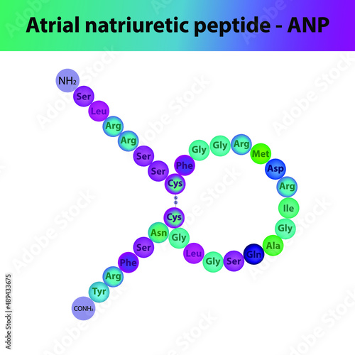 ANP Atrial natriuretic peptide hormone peptide primary structure. Biomolecule schematic amino acid sequence on white background.