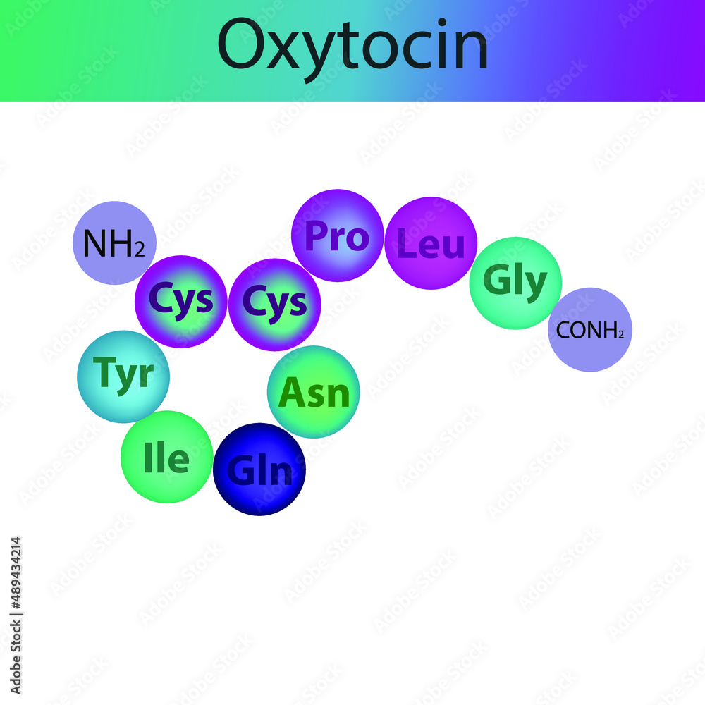 Oxytocin hormone peptide primary structure. Biomolecule schematic amino