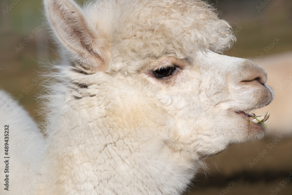 Portrait of a white alpaca standing in a pasture outdoors against a green background in nature