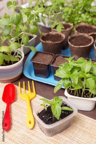 Little young plants in pots at home. Growing, seeding, planting, transplant seedling, vegetables