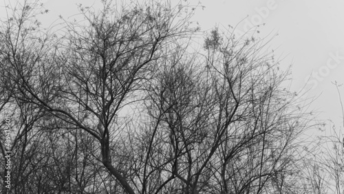 ramas de árbol en blanco y negro