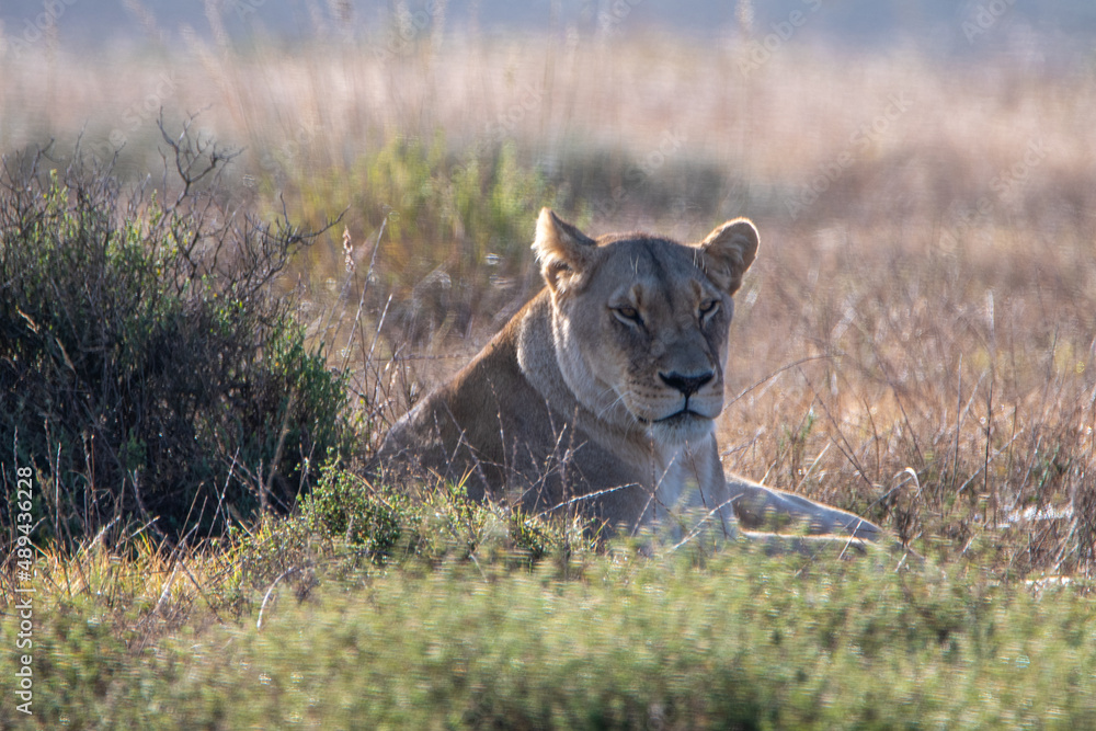 An African lioness lies in the grass An African lioness lies in the grass