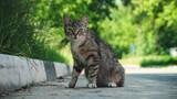 An adult gray cat is sitting on the asphalt against a background of green leaves. A gray cat with green eyes looks into the camera. A gray street cat is sitting on the asphalt.
