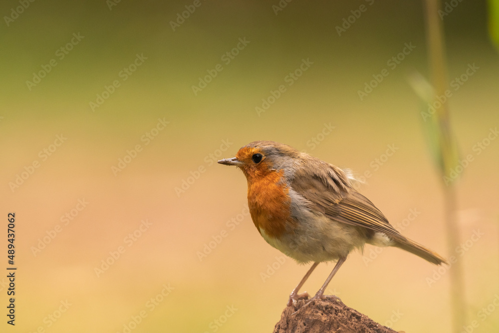 Oiseau robin rouge-gorge et beaucoup d'espace pour texte Oiseau robin rouge-gorge et beaucoup d'espace pour texte