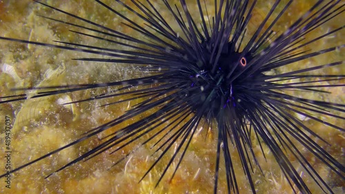 Marine life: Black longspine urchin or Long-spined urchin (Diadema setosum) on a rocky bottom overgrown with bright algae. photo