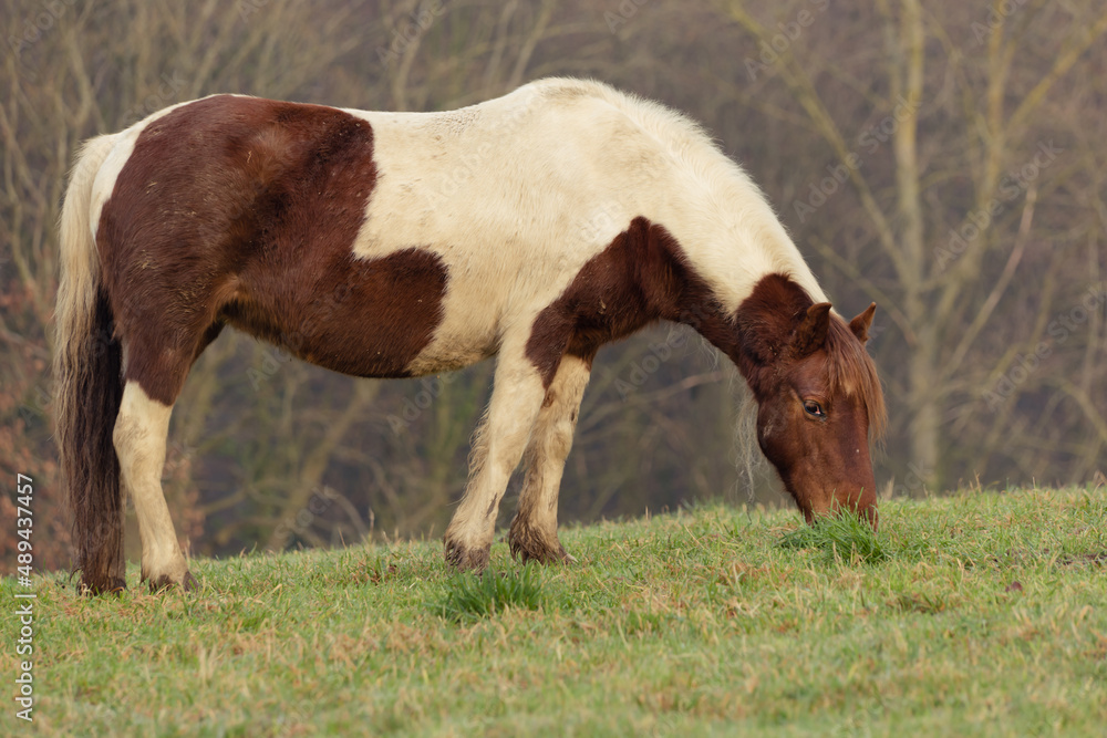 A chestnut skewbald pinto pony grazing in rural countryside A chestnut skewbald pinto pony grazing in rural countryside