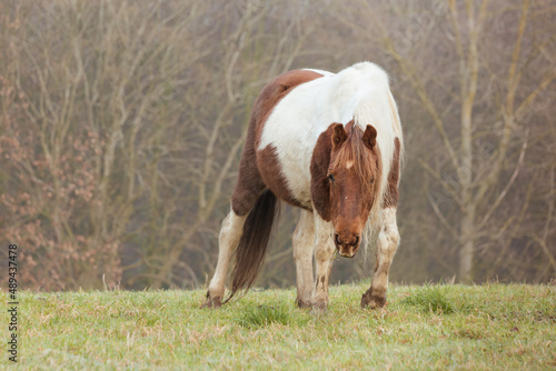 A chestnut skewbald pinto pony in rural countryside, looking at camera