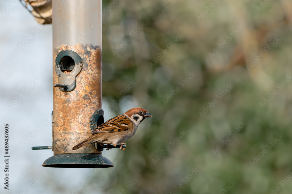 A male eurasian tree sparrow on a bird feeder A male eurasian tree sparrow on a bird feeder