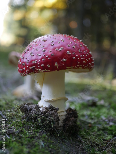 red fly mushroom in the forest