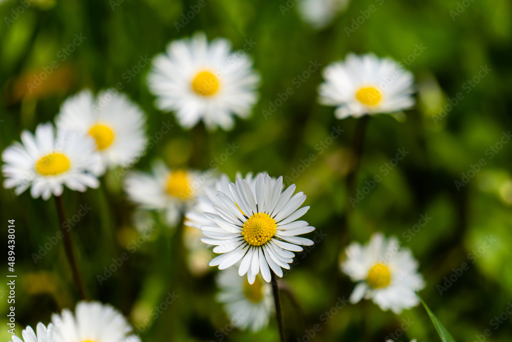 Scena con delle margherite bianche nel prato in primavera ad aprile. Natura. Fuori. Verde. Scena con delle margherite bianche nel prato in primavera ad aprile. Natura. Fuori. Verde.
