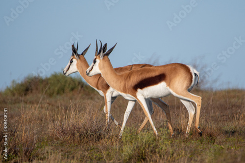 Two springbok in the wild of Africa