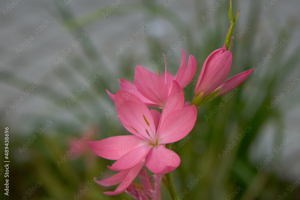 Belle fleur épanouie . Belle fleur épanouie .