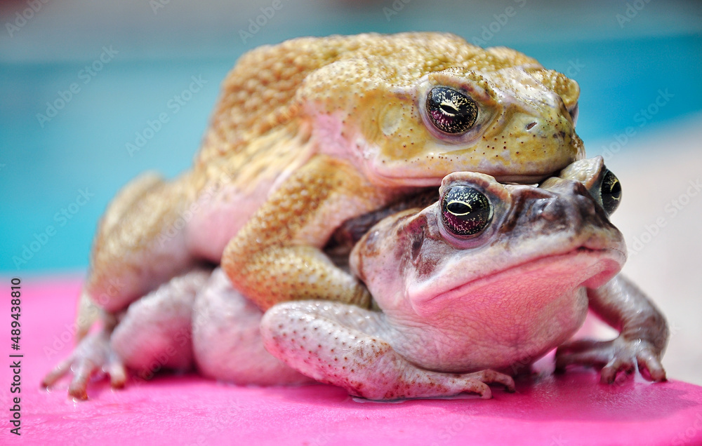 Fototapeta premium two large toads, one on top of the other, are on top of a pool board.