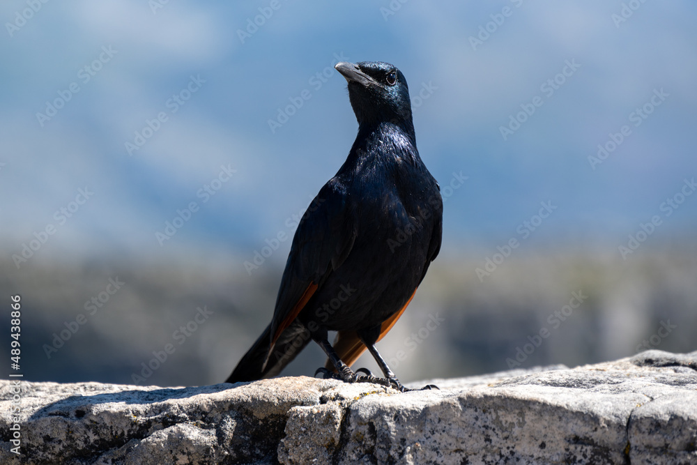 Fototapeta premium A red-winged starling on top of Table Mountain in Cape Town