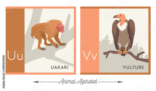 Illustrated alphabet with animals for kids. Letter U for uakari and letter V for vulture. Vector collection of wildlife. For printable cards, learning tools, decor.