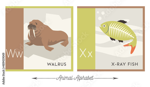 Illustrated alphabet with animals for kids. Letter W for walrus and letter X for x-ray fish. Vector collection of wildlife. For printable cards, learning tools, decor.