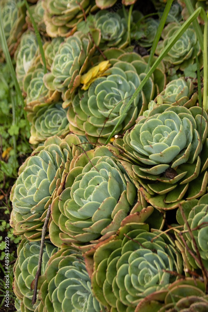 cabbage cabbage