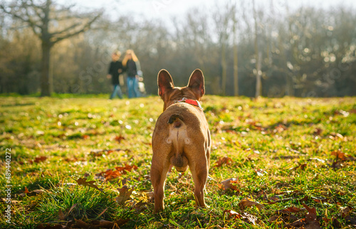 French bulldog dog in the park