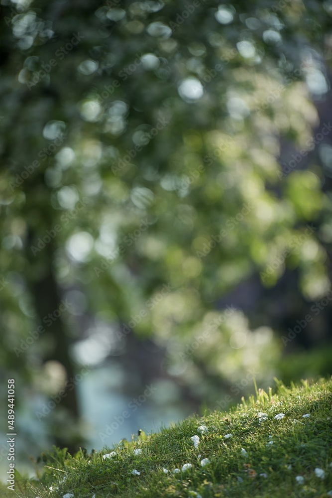 foreground focused on spring fresh grass and background blooming trees, source of positive energy, spring, sun, light, depression, joy foreground focused on spring fresh grass and background blooming trees, source of positive energy, spring, sun, light, depression, joy