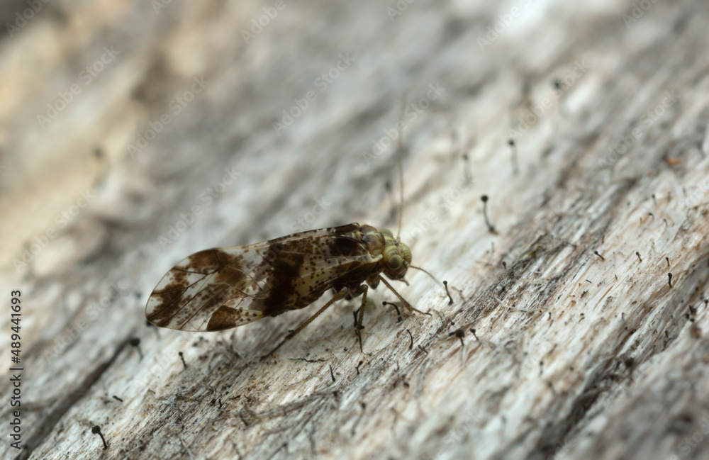 Obraz premium Barklice, Psocoptera on pine wood with lichen, macro photo