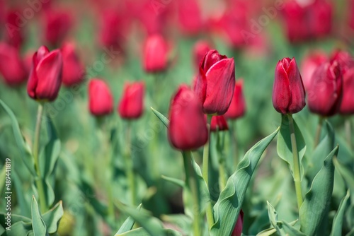 Flowerbed of red tulips. Detail. Blooming summer days. A typical European flower.