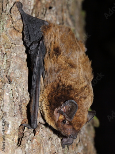 The lesser noctule, Leisler's bat or the Irish bat (Nyctalus leisleri) on a tree trunk