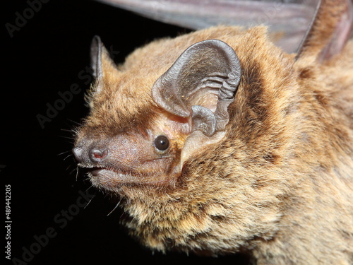 The lesser noctule, Leisler's bat or the Irish bat (Nyctalus leisleri) portrait