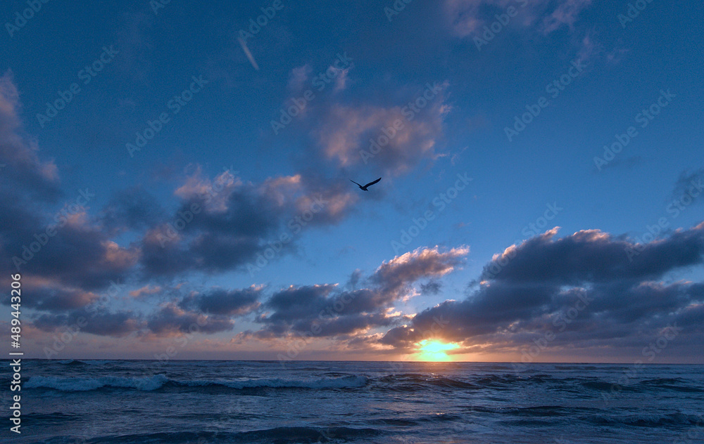 playa en el atardecer con nubes y una gaviota volando Stock Photo ...