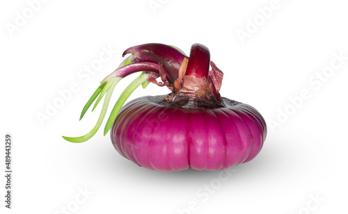 flattened red onion bulb with green sprouts like beauty with hair (spanish onion)