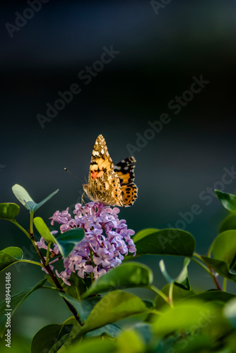colored butterfly perched on a flower
