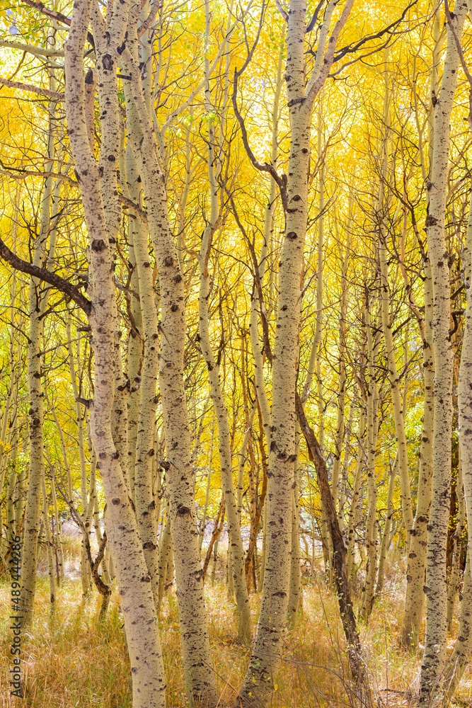 Sunny view of the fall color in June Lake Loop Sunny view of the fall color in June Lake Loop