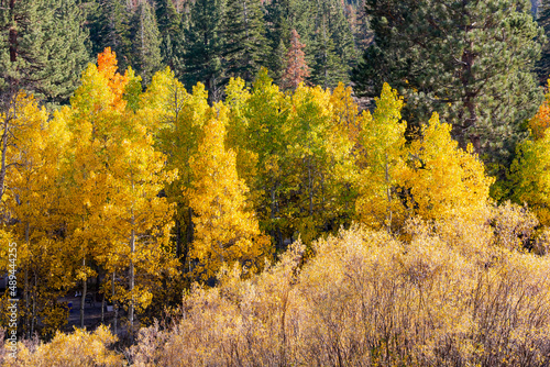 Sunny view of the fall color in June Lake Loop