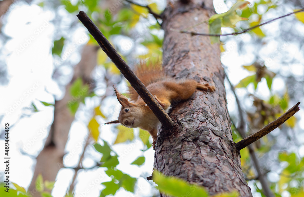 red squirrel in the forest on a tree