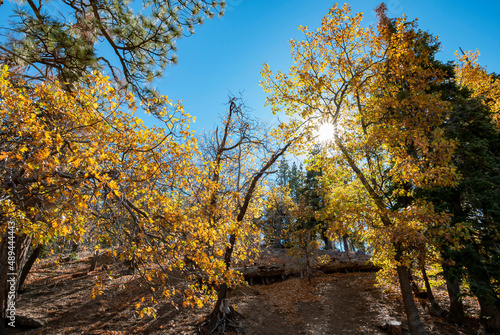 Sunny view of the fall color of Valyermo