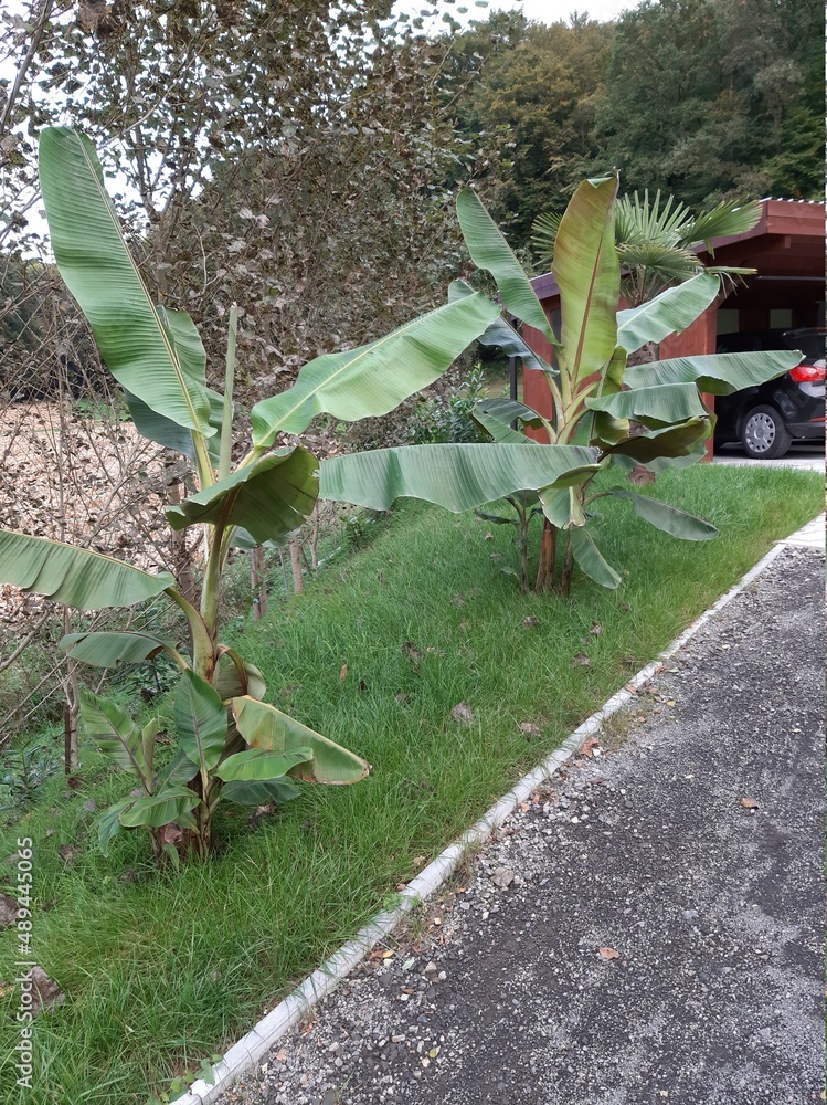 Exotischer Garden in Steiermark Austria Palme Bananenbäume Villa